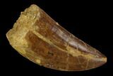 Serrated, Carcharodontosaurus Tooth - Real Dinosaur Tooth #121443-1